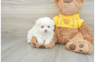 Hypoallergenic Pom Frise Designer Puppy