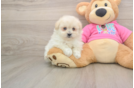 Best Pomachon Baby