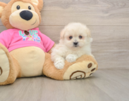 6 week old Pomachon Puppy For Sale - Simply Southern Pups