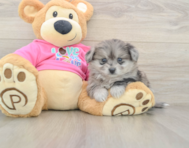 5 week old Pomachon Puppy For Sale - Simply Southern Pups