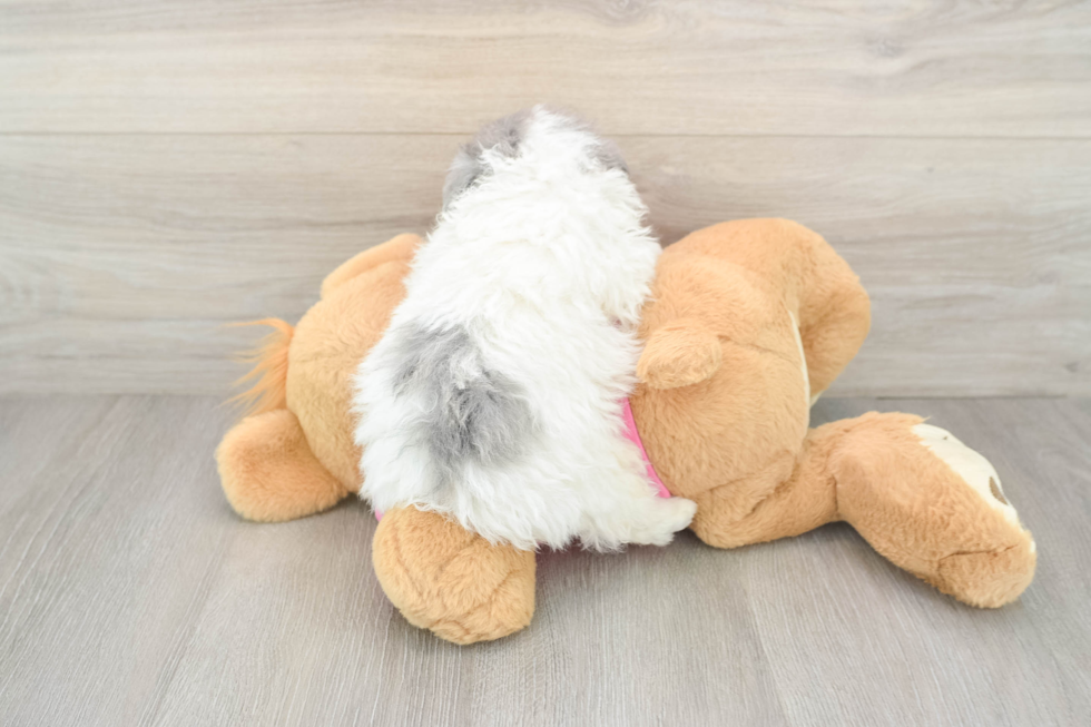 Pomachon Puppy for Adoption