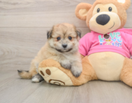 8 week old Pomachon Puppy For Sale - Simply Southern Pups