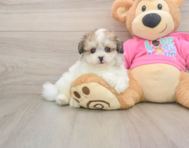 8 week old Pomachon Puppy For Sale - Simply Southern Pups