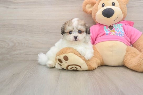 Sweet Pomachon Baby