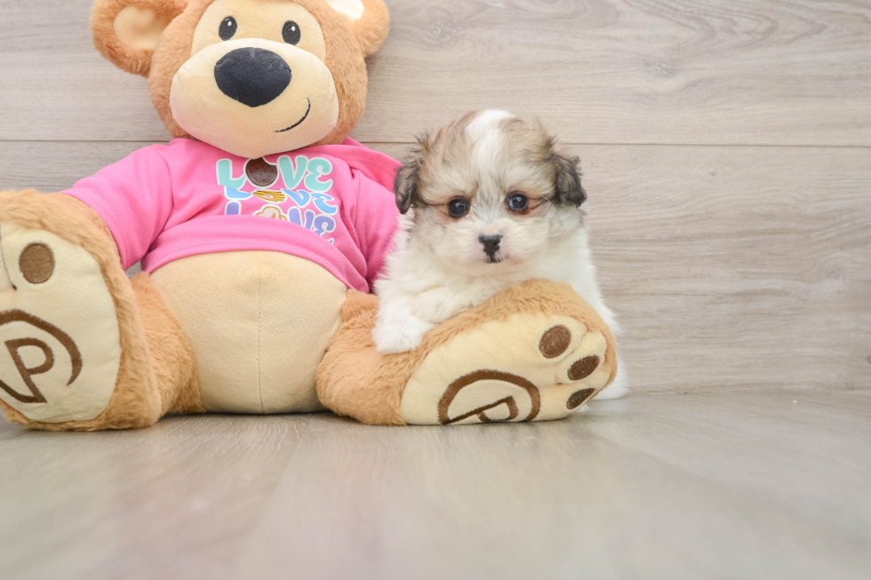 Hypoallergenic Pom Frise Designer Puppy