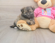 5 week old Pomachon Puppy For Sale - Simply Southern Pups