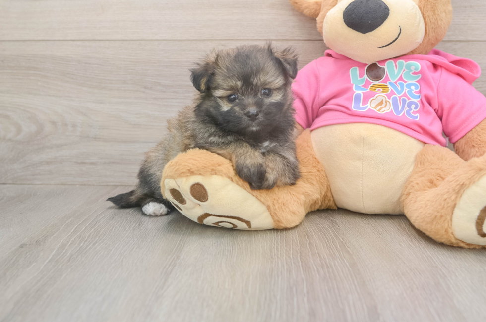 5 week old Pomachon Puppy For Sale - Simply Southern Pups