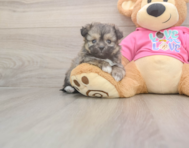 5 week old Pomachon Puppy For Sale - Simply Southern Pups