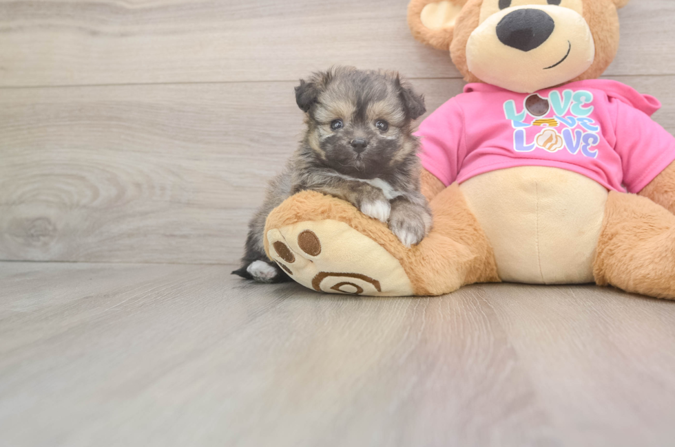 5 week old Pomachon Puppy For Sale - Simply Southern Pups