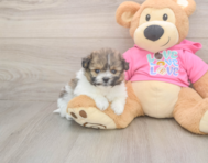6 week old Pomachon Puppy For Sale - Simply Southern Pups