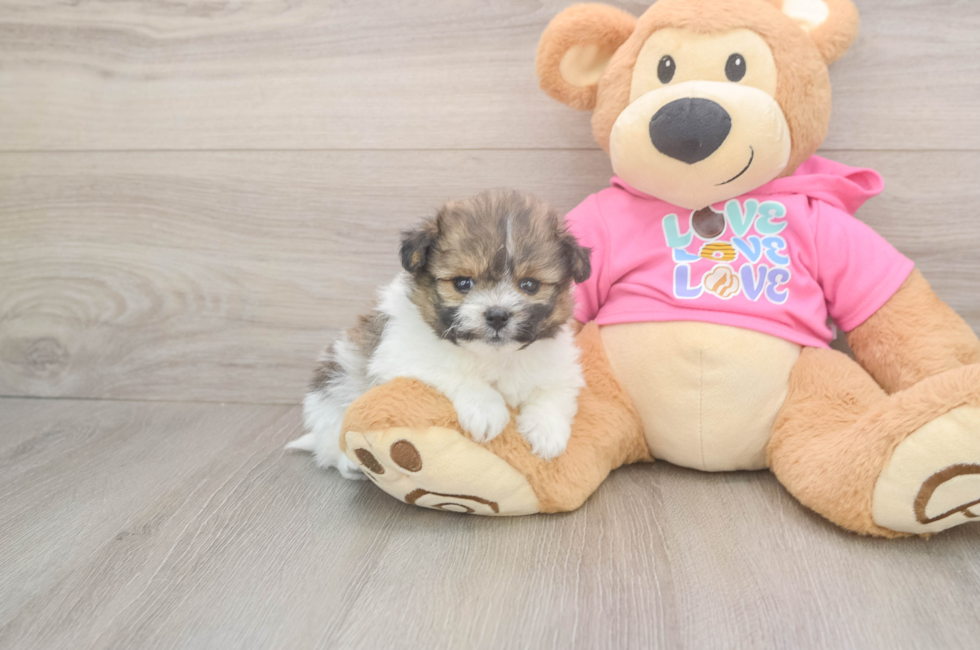 5 week old Pomachon Puppy For Sale - Simply Southern Pups