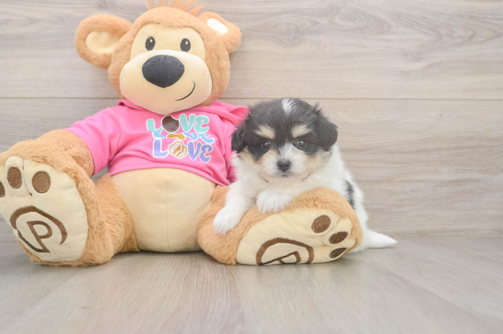 5 week old Pomachon Puppy For Sale - Simply Southern Pups