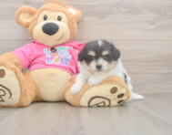 6 week old Pomachon Puppy For Sale - Simply Southern Pups 6 week old Pomachon Puppy For Sale - Simply Southern Pups