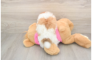 Pomachon Pup Being Cute