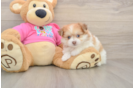 Smart Pomachon Designer Pup