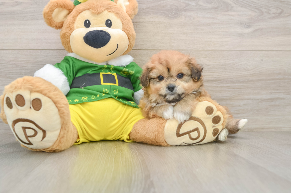 5 week old Pomachon Puppy For Sale - Simply Southern Pups