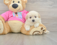 5 week old Pomachon Puppy For Sale - Simply Southern Pups