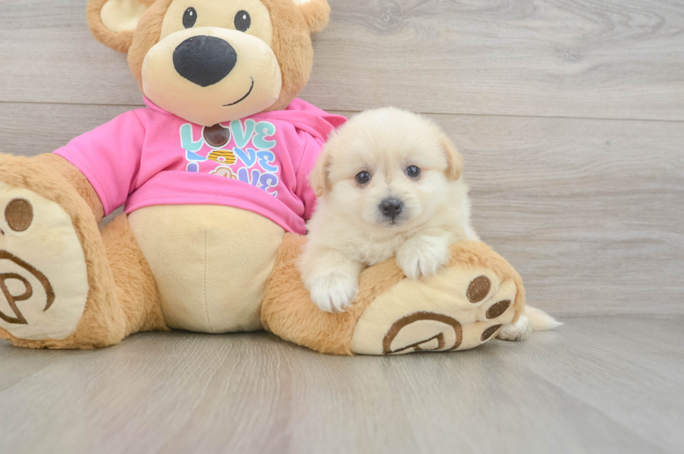 6 week old Pomachon Puppy For Sale - Simply Southern Pups