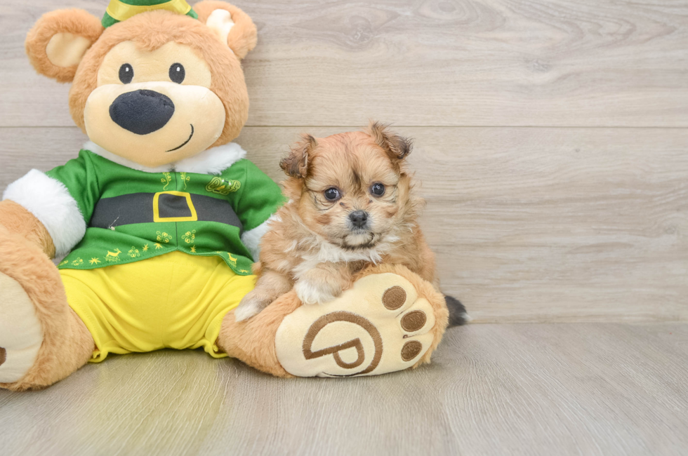 5 week old Pomachon Puppy For Sale - Simply Southern Pups