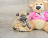 7 week old Pomachon Puppy For Sale - Simply Southern Pups