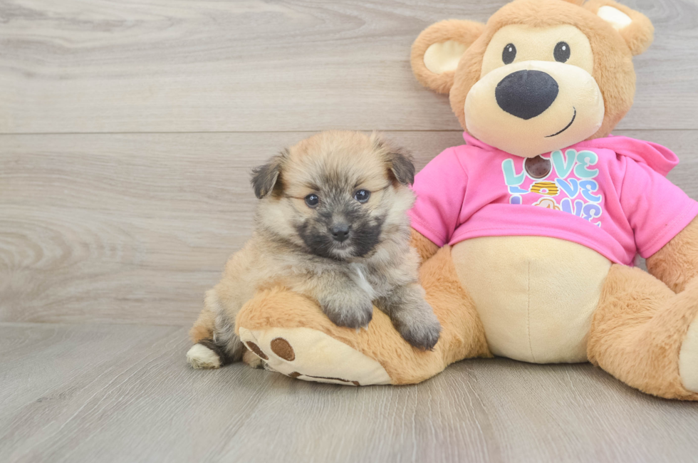 6 week old Pomachon Puppy For Sale - Simply Southern Pups