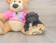 5 week old Pomachon Puppy For Sale - Simply Southern Pups
