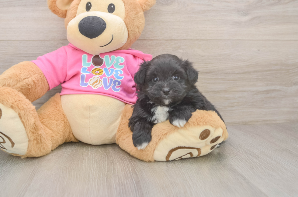 5 week old Pomachon Puppy For Sale - Simply Southern Pups