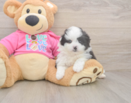 5 week old Pomachon Puppy For Sale - Simply Southern Pups