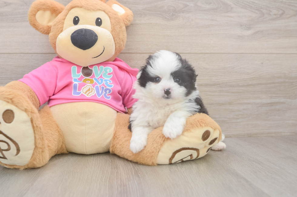 5 week old Pomachon Puppy For Sale - Simply Southern Pups