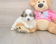 5 week old Pomachon Puppy For Sale - Simply Southern Pups