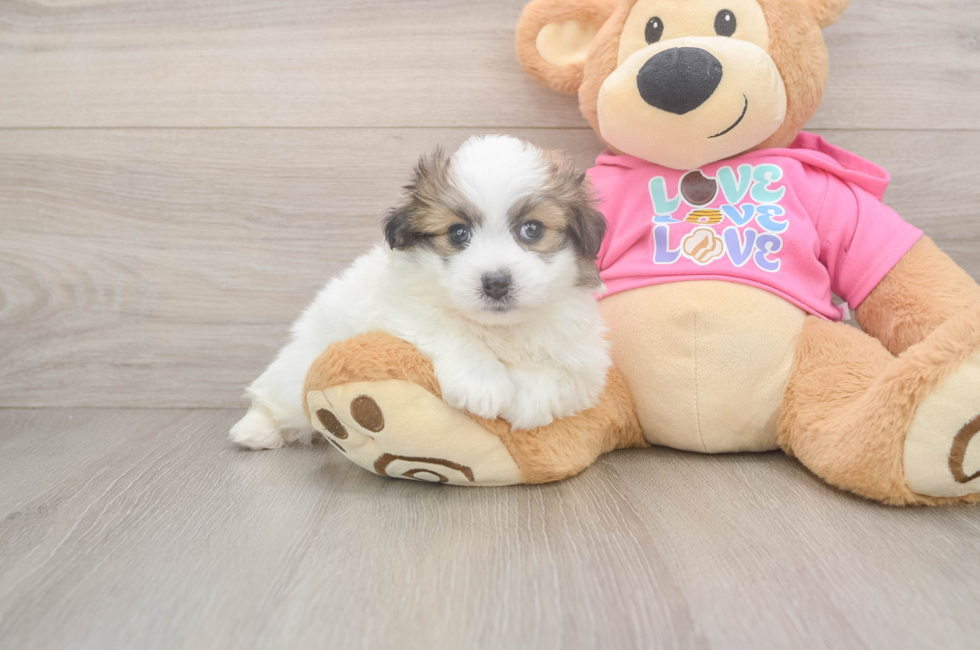 5 week old Pomachon Puppy For Sale - Simply Southern Pups