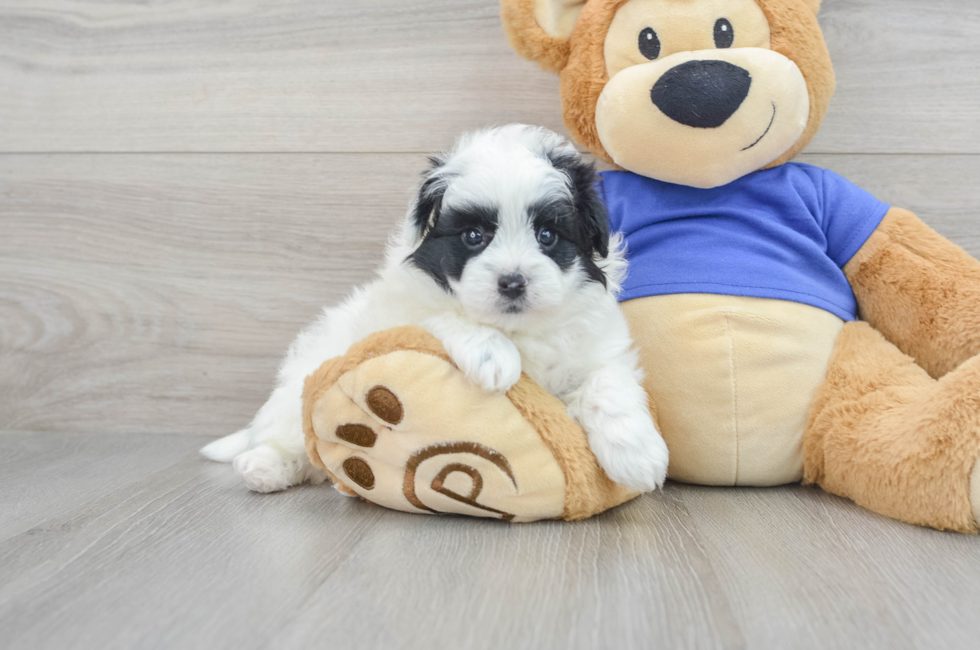 7 week old Pomapoo Puppy For Sale - Simply Southern Pups
