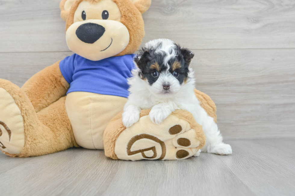 7 week old Pomapoo Puppy For Sale - Simply Southern Pups