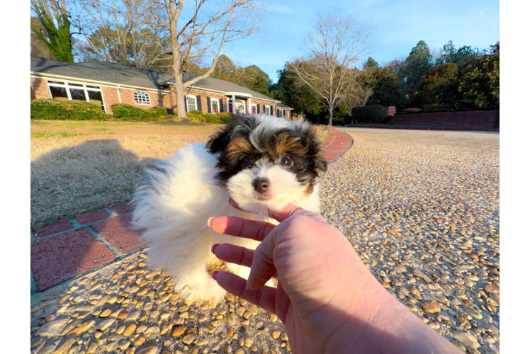 Pomapoo Pup Being Cute