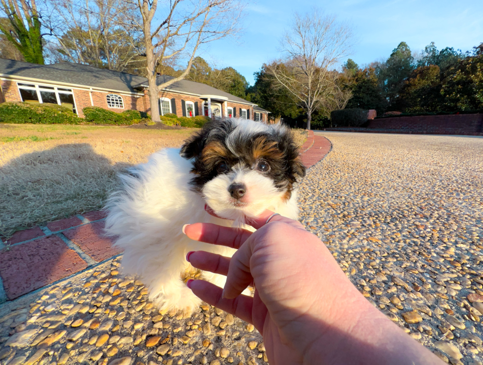 Pomapoo Pup Being Cute