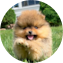Pomeranian Puppy For Sale - Simply Southern Pups