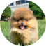 Pomeranian Puppy For Sale - Simply Southern Pups