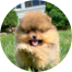 Pomeranian Puppies For Sale - Simply Southern Pups