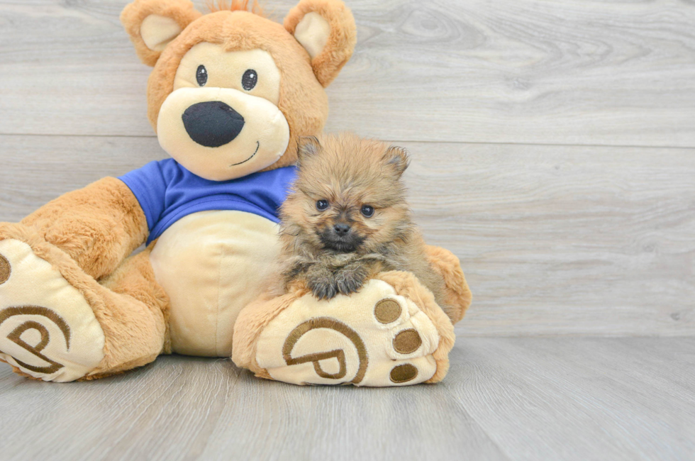 6 week old Pomeranian Puppy For Sale - Simply Southern Pups