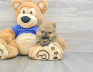 7 week old Pomeranian Puppy For Sale - Simply Southern Pups
