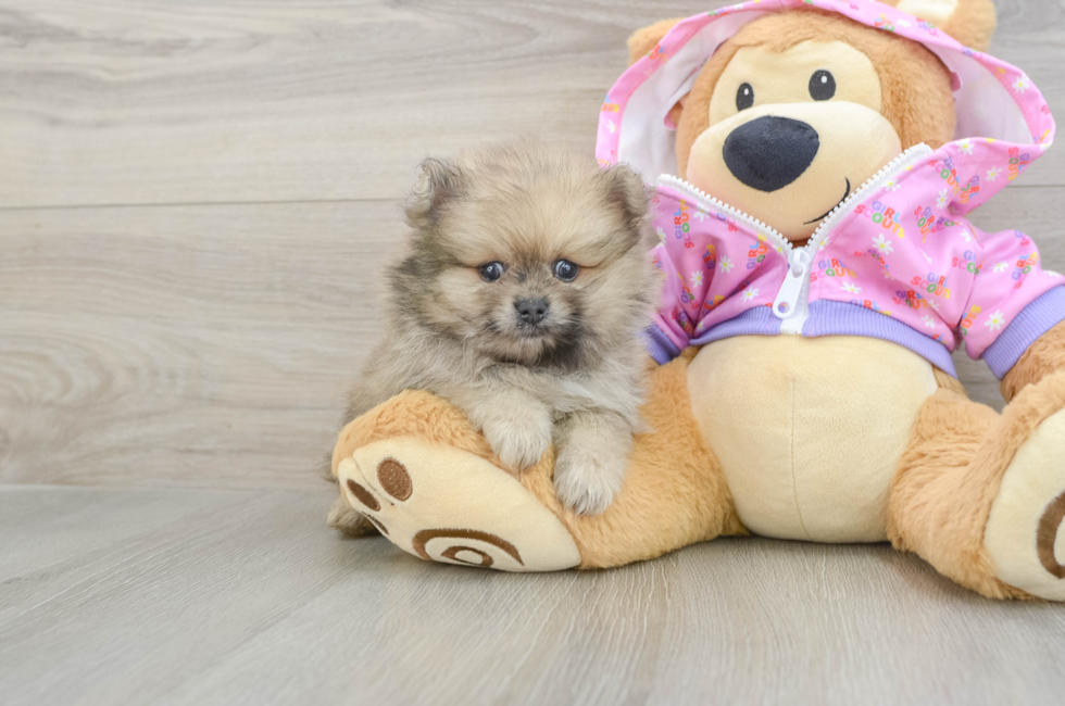 7 week old Pomeranian Puppy For Sale - Simply Southern Pups