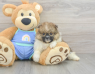 5 week old Pomeranian Puppy For Sale - Simply Southern Pups