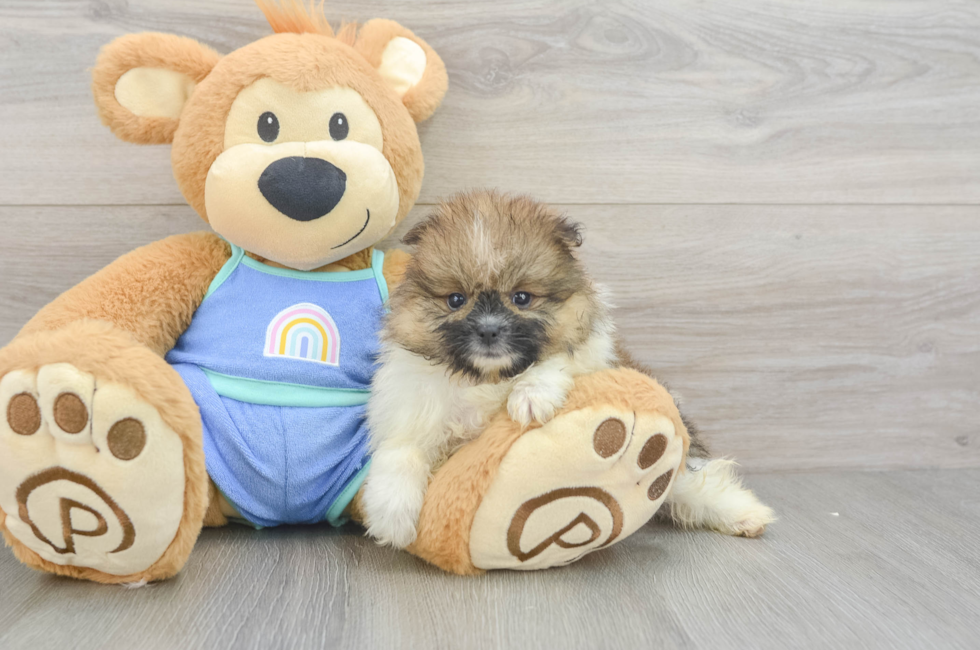 6 week old Pomeranian Puppy For Sale - Simply Southern Pups