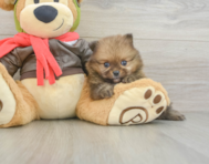 7 week old Pomeranian Puppy For Sale - Simply Southern Pups