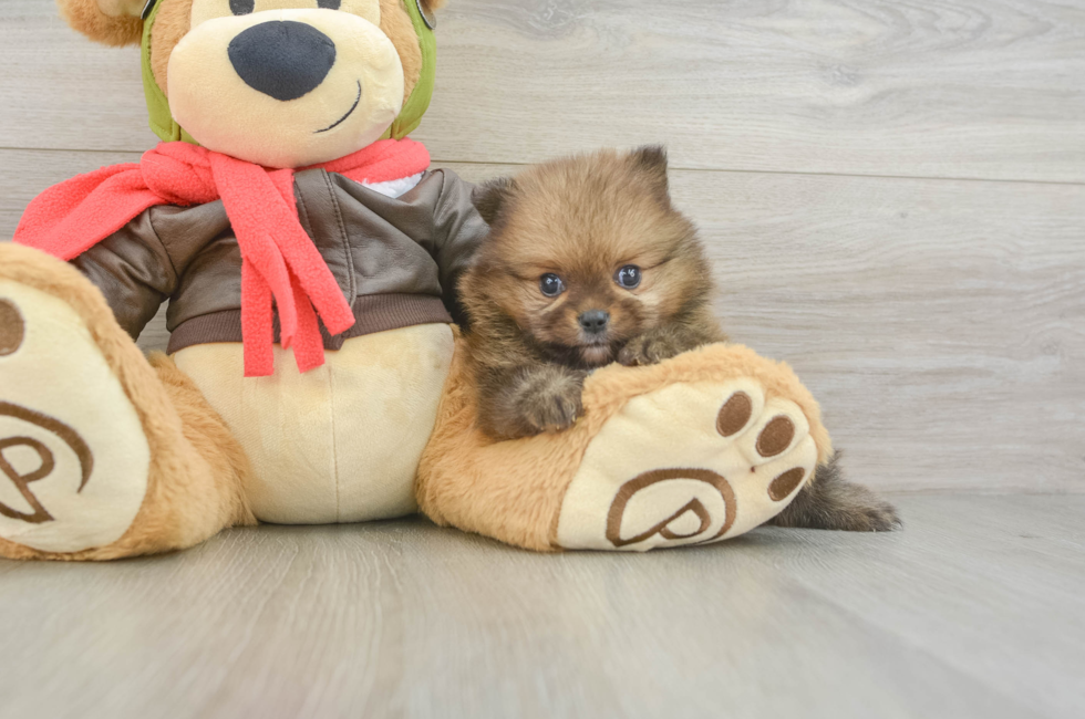 5 week old Pomeranian Puppy For Sale - Simply Southern Pups