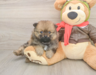7 week old Pomeranian Puppy For Sale - Simply Southern Pups
