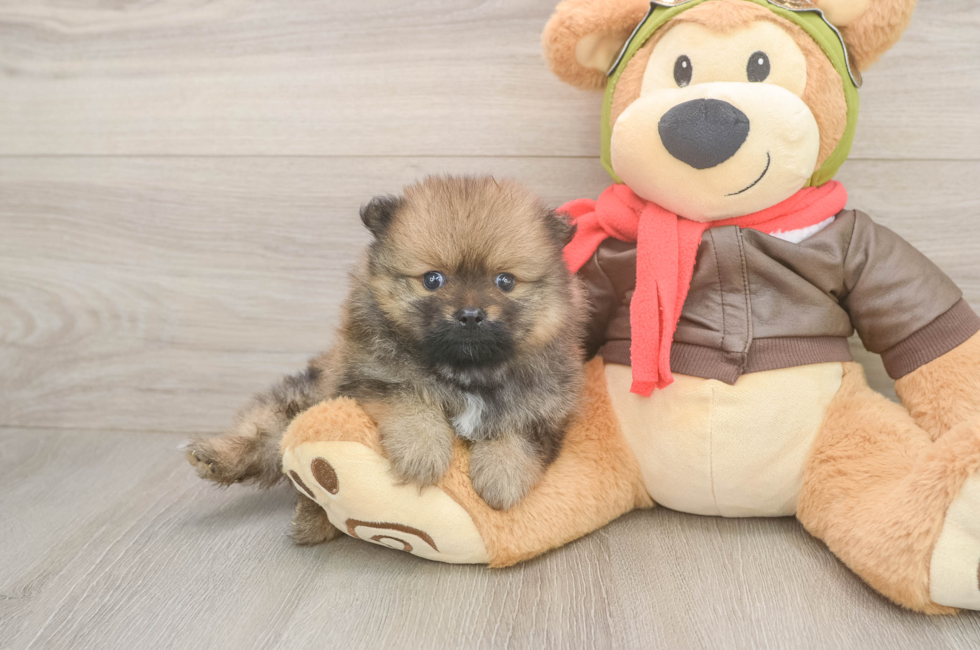 5 week old Pomeranian Puppy For Sale - Simply Southern Pups