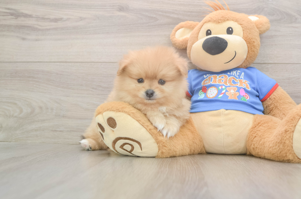 5 week old Pomeranian Puppy For Sale - Simply Southern Pups