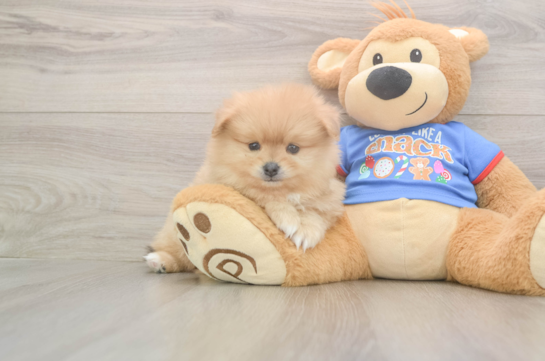 Pomeranian Pup Being Cute