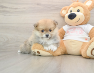 8 week old Pomeranian Puppy For Sale - Simply Southern Pups
